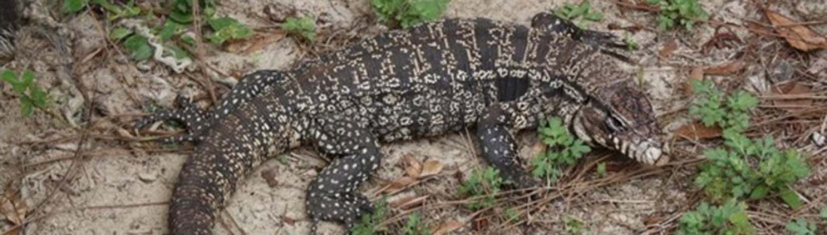 A photo of a black and white argentine tegu. Photo by UF/IFAS