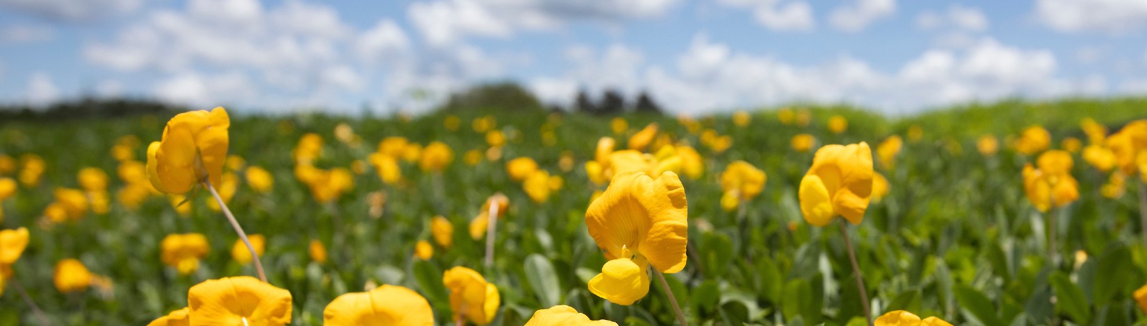 Peanut flowers