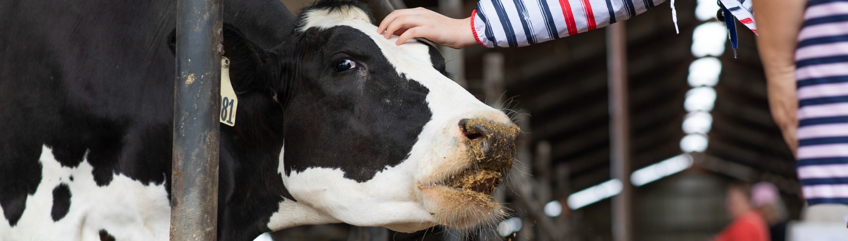 A dairy cow. Photo: UF/IFAS