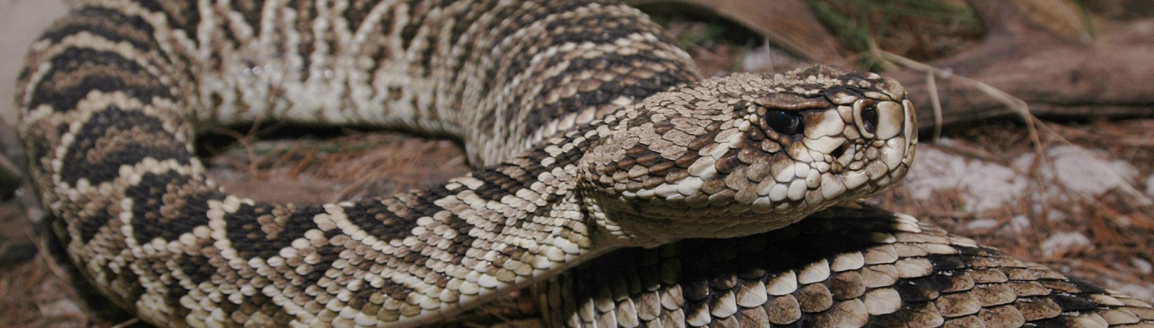 Eastern Diamondback rattlesnake