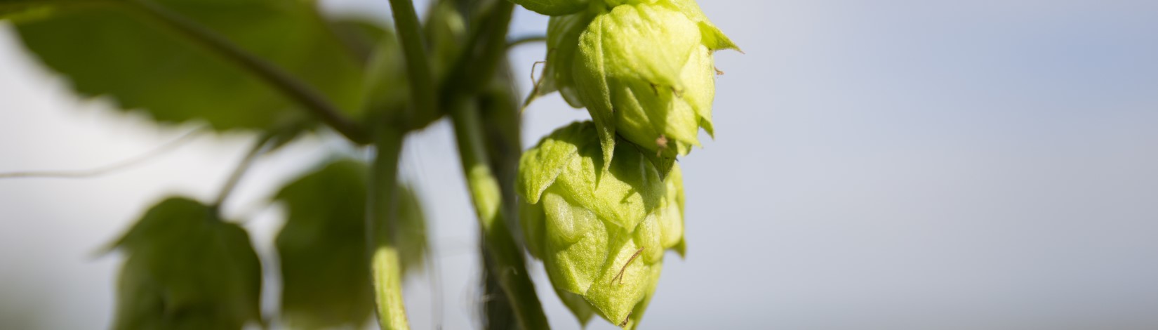 Two green hop cones in close-up on a plant