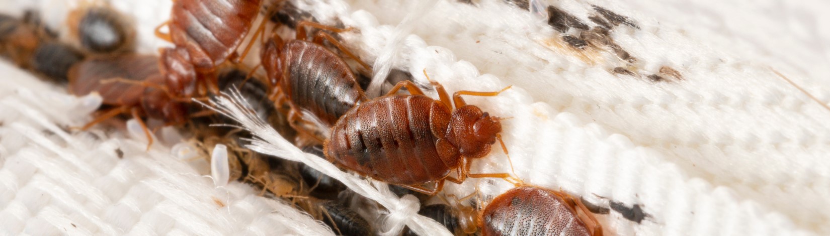 Close-up of bed bugs with visible droppings