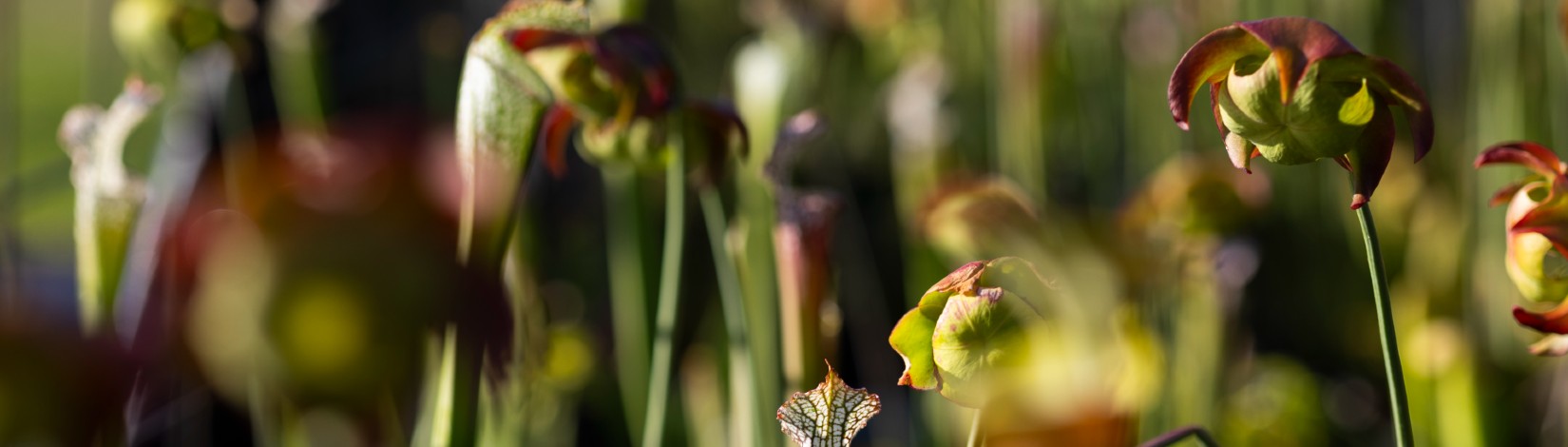 Native Plant Nursery Spring Festival