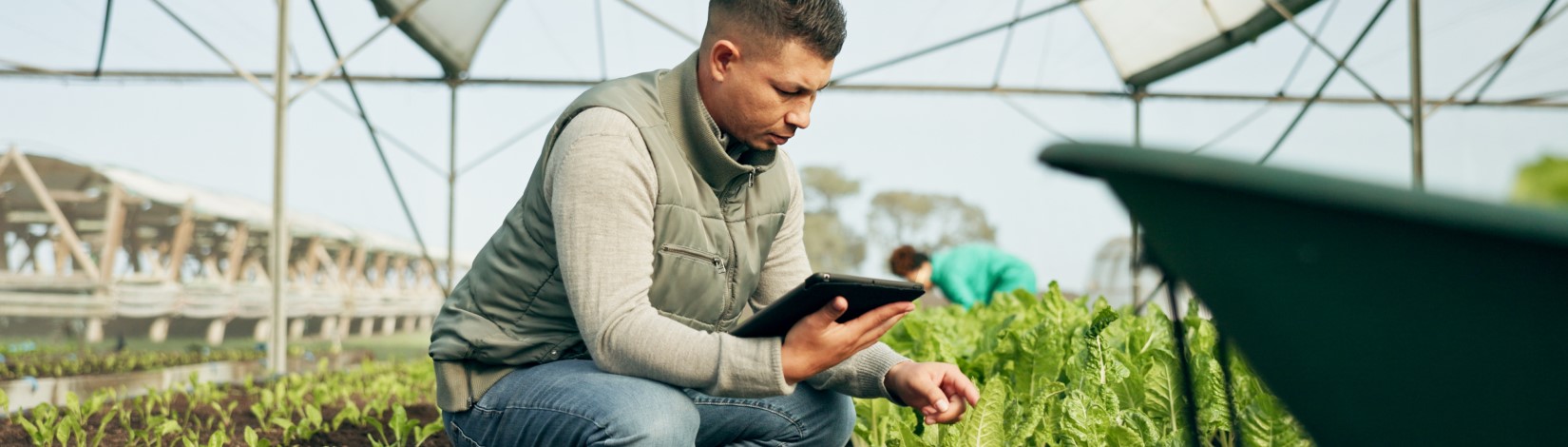 Individual kneeling with a tablet inside a greenhouse