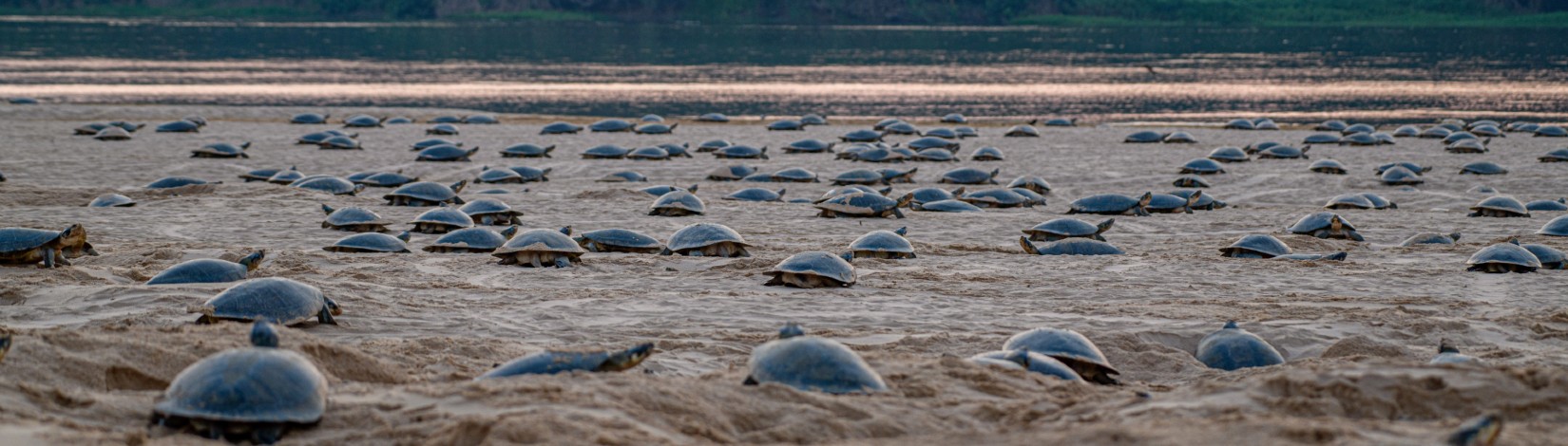 Giant South American River Turtle