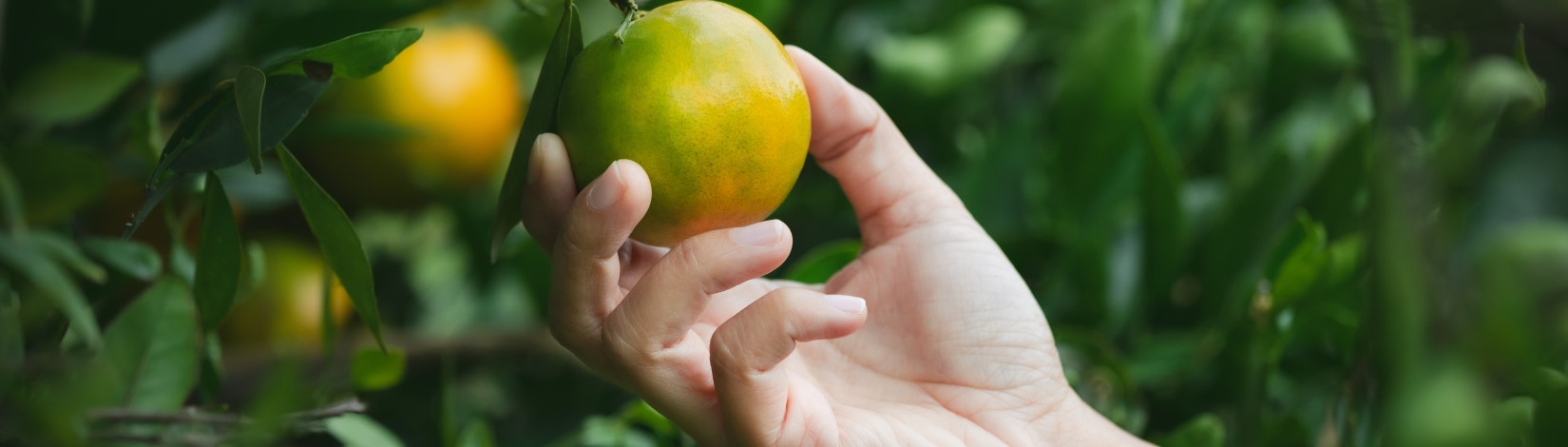 Hand holding an orange in an orange grove.
