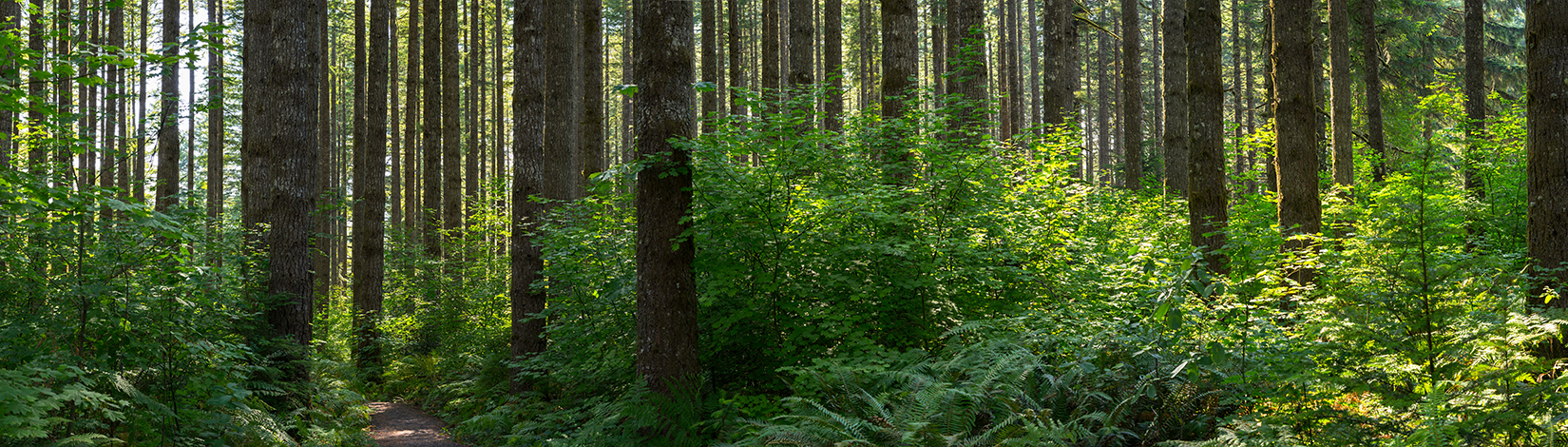 Douglas fir forest