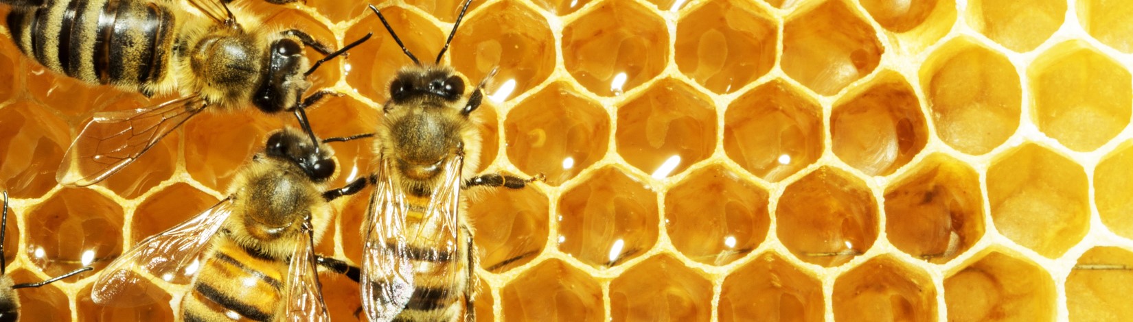 Honey bees on honeycomb with golden honey
