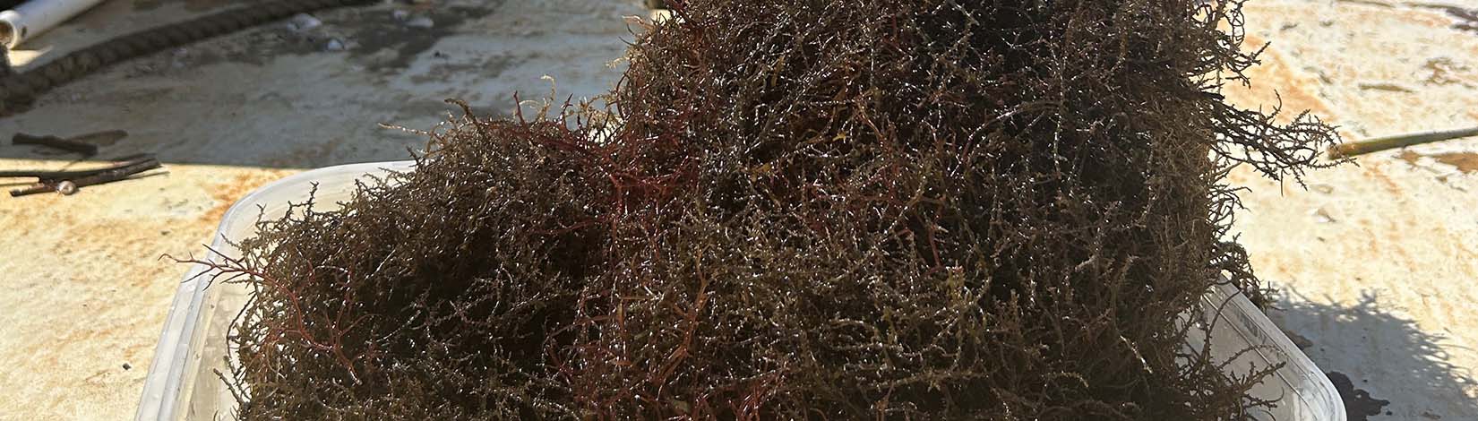 seaweed pulled from Tampa Bay for a seaweed aquaculture project.
