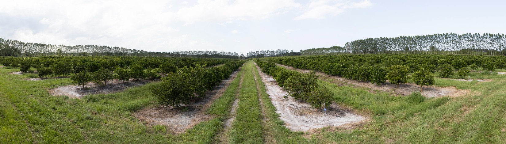 Citrus grove at the Indian River Research and Education Center (IRREC). Photo taken 08-09-23 Photo: UF/IFAS, Tyler Jones