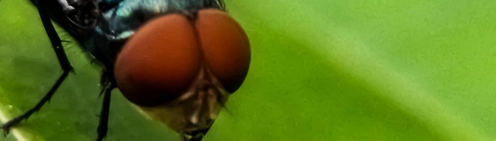 A New World Screwworm fly. Photo: Adobe Stock, Lidya