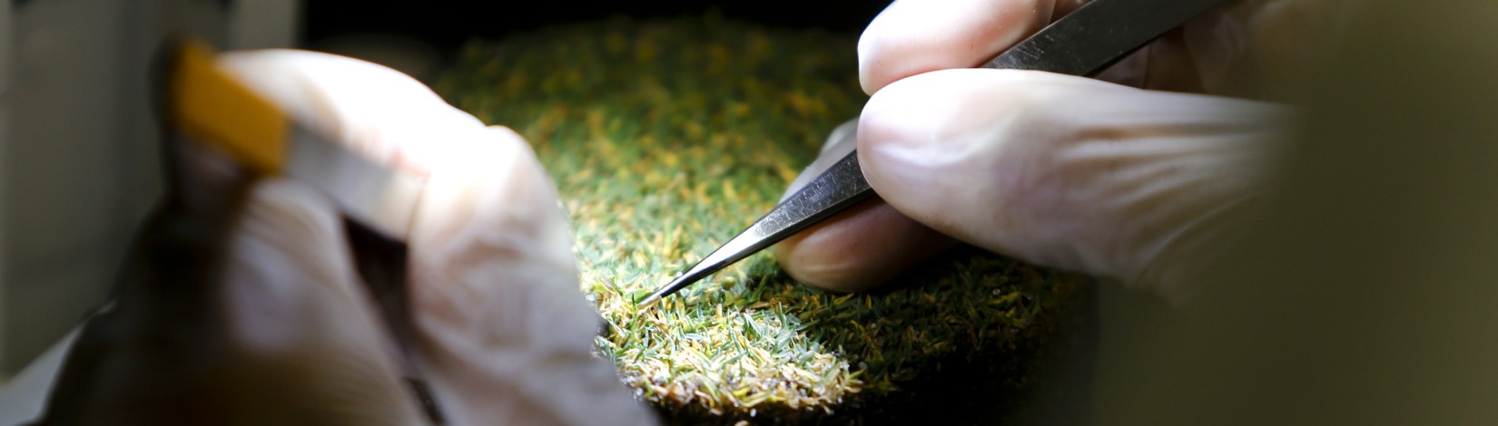 White-gloved hands holding tweezers with grass