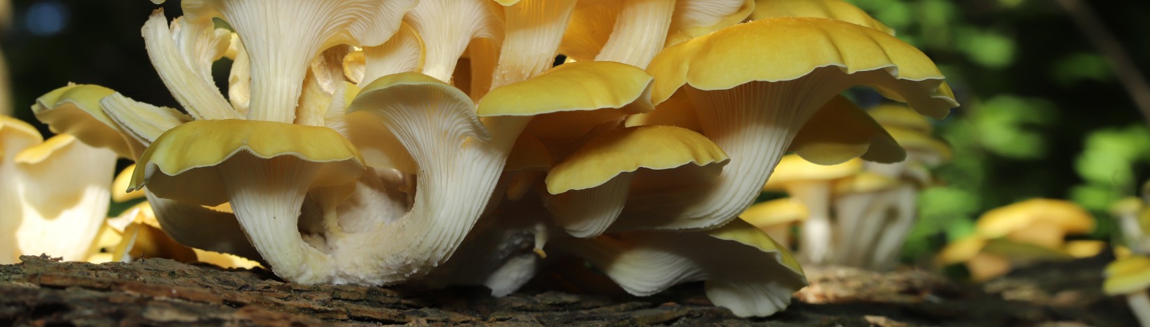 Golden oyster mushrooms growing on a tree trunk.