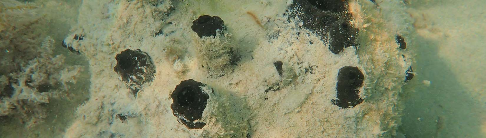 A top view of a sea sponge in water.