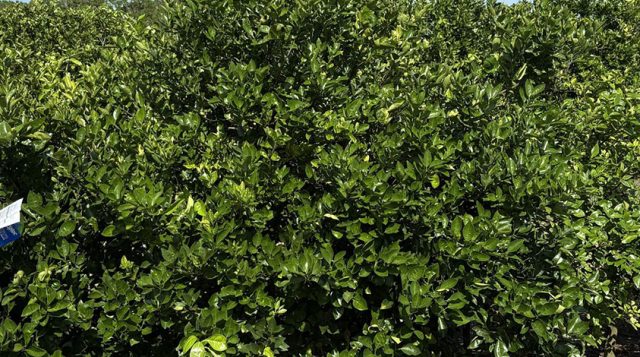 A protein can help make some citrus more tolerant to the deadly citrus greening disease – and it’s safe