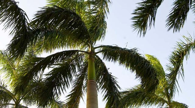 Nov. 5: UF’s palm tree team brings science, solutions to South Florida at Palm Short Course in Davie and online