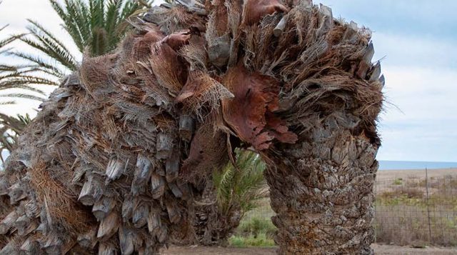 Innovative tool offers palm owners, growers new line of defense against trunk rot, protecting iconic trees