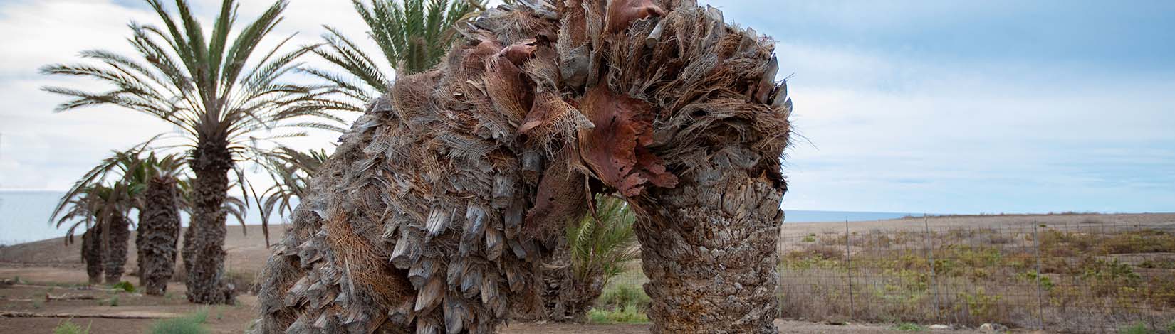 Dead palm tree in an open field.