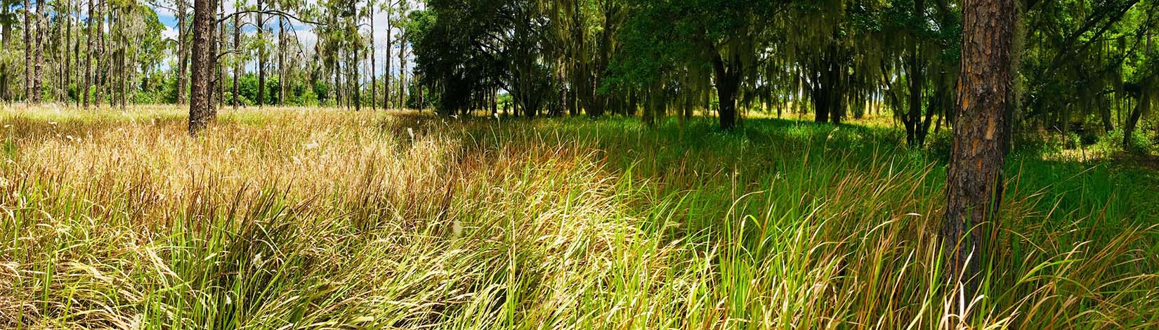 A field of cogongrass - ubiquitous in a field.