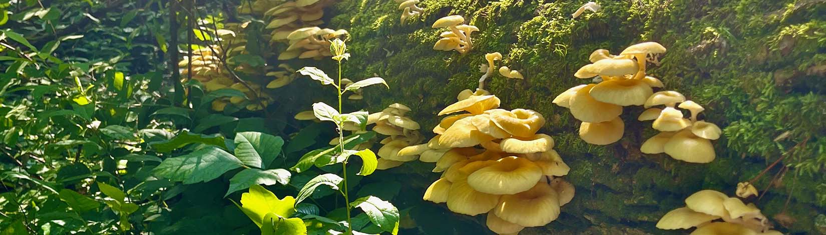 photo of dead elm covered with golden oyster mushrooms.