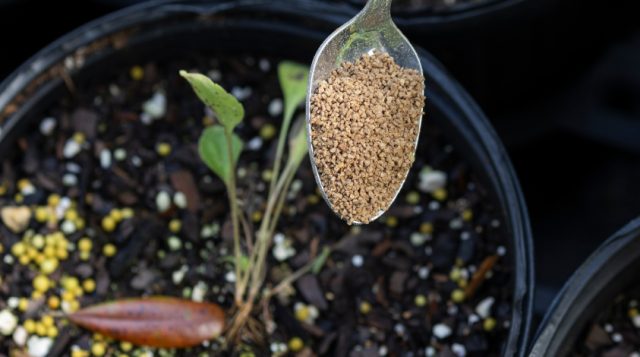 Spoonful of plant fertilizer over container pots of plants and soil