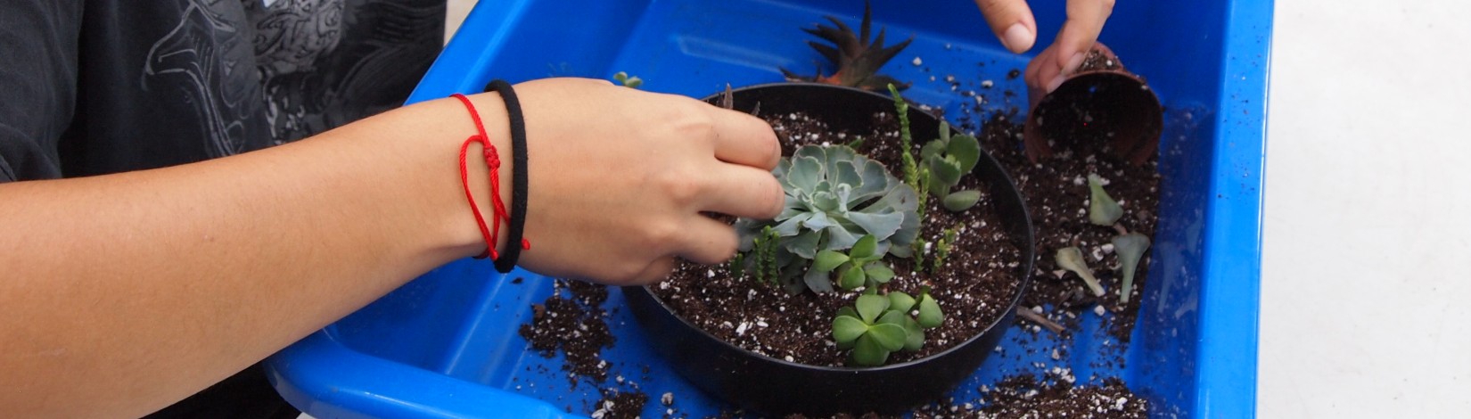 A student creating a succulent bowl with cuttings she’s taken in the greenhouse. Photo: UF/IFAS, Brooke Meadows