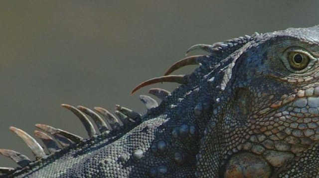 A closeup of an iguana in South Florida