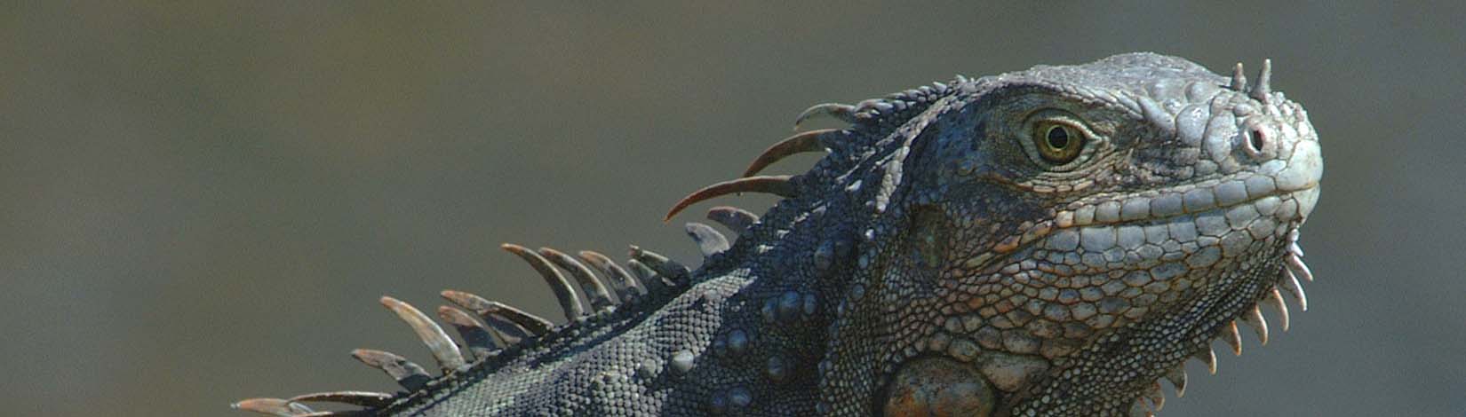 A closeup of an iguana in South Florida