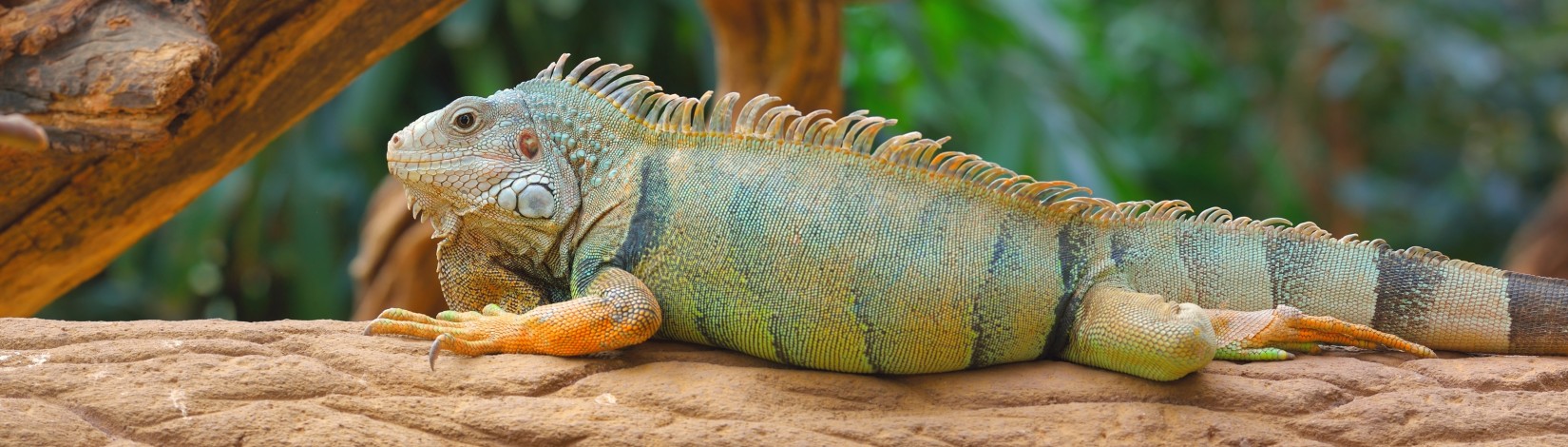 Common green iguana resting on a tree in natural environment. Panoramic image.