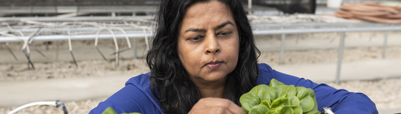 ​​New MREC faculty member will focus on greenhouse management and education​