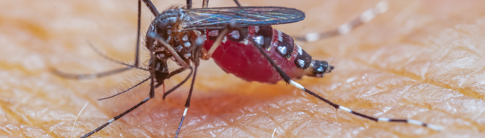 Sloth fever unlikely to spread via mosquitoes in Southeastern U.S.