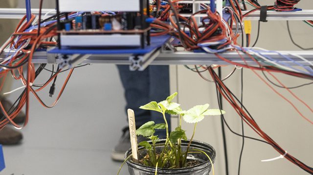 A plant being scanned by technology with lots of wires connected.