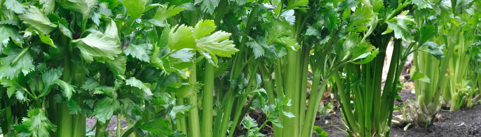 Close-up view of healthy green celery plants growing in rows in a cultivated field