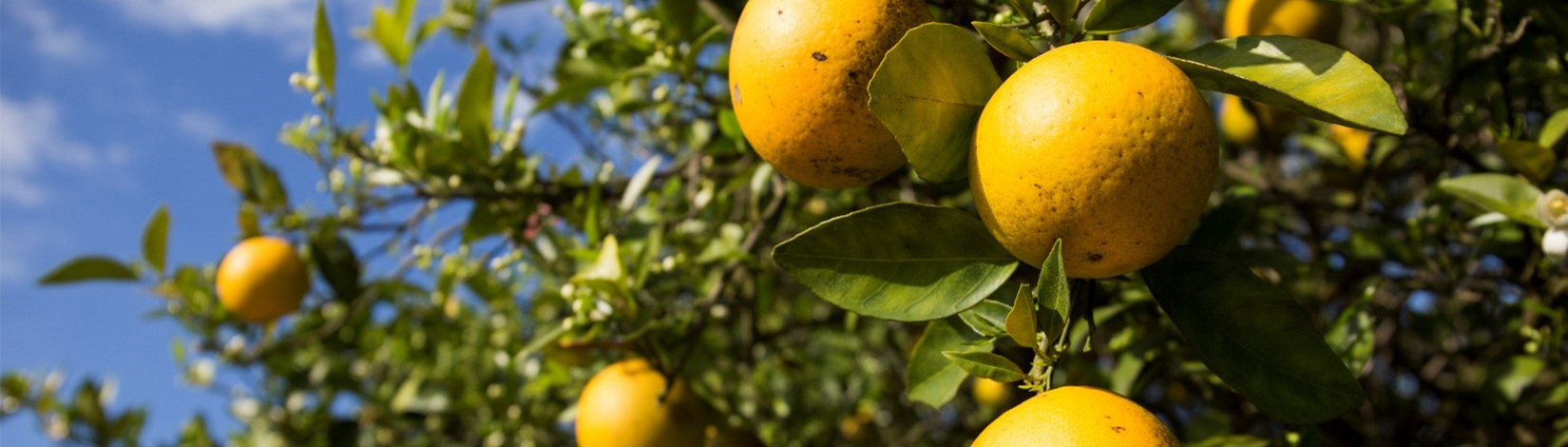 Center scientists aim to solve devastating citrus greening, first, then other crop diseases