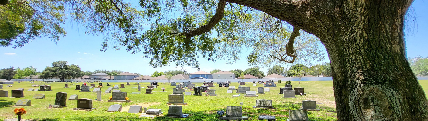 A cemetery with a large tree overhead.