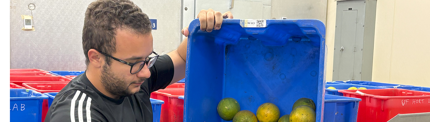 Harvest underway at UF/IFAS Millennium Block, providing new hope for Florida’s citrus future