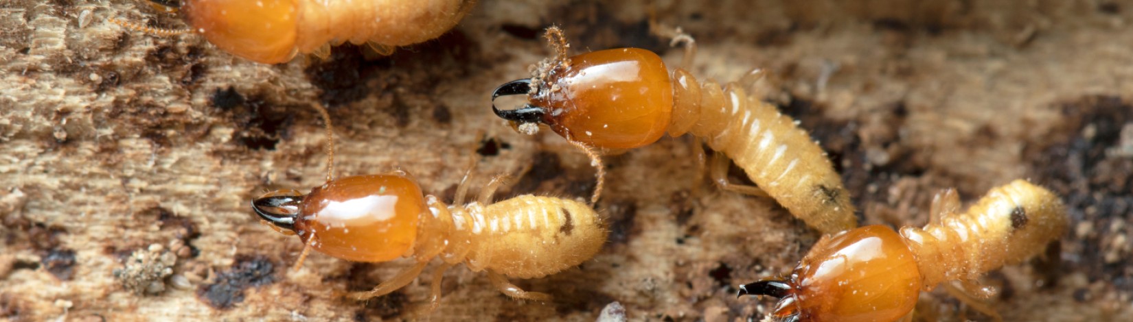 Close-up of several termites crawling on wood, showing their segmented bodies, translucent abdomens, and dark curved mandibles against a rough, brown wooden surface.