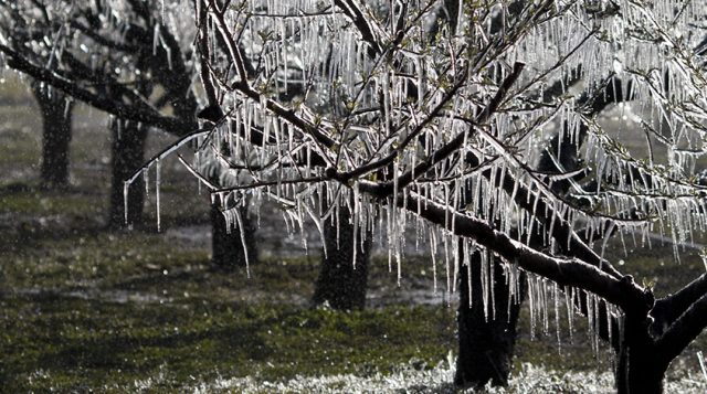 Ice on trees.