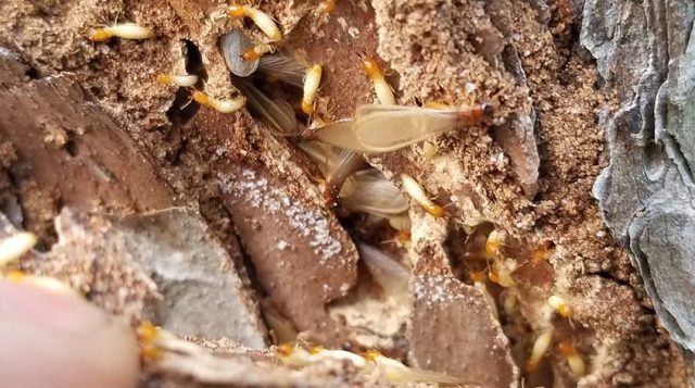 A view of a piece of wood infested by subterranean termites.