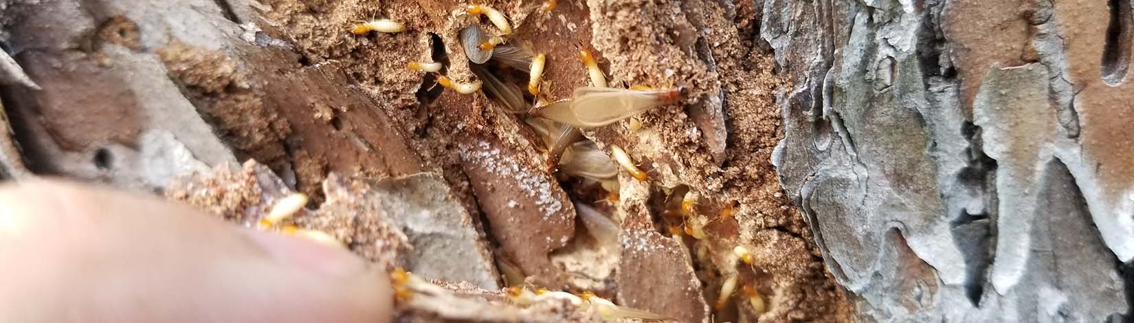 A view of a piece of wood infested by subterranean termites.