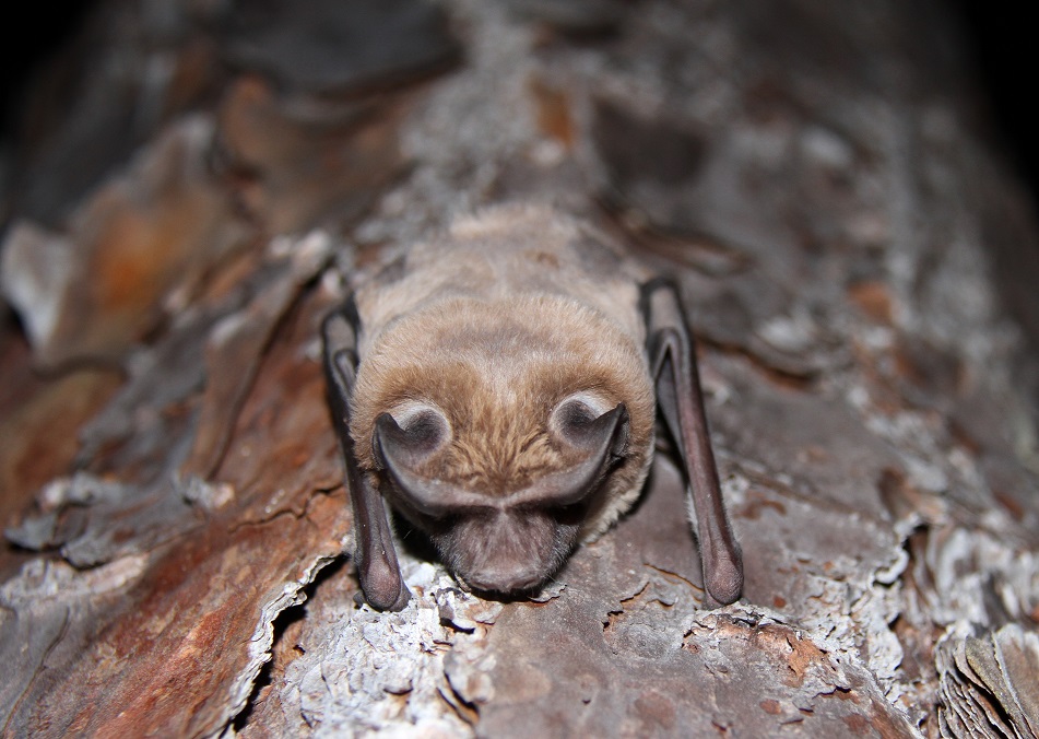 Findings help conserve endangered bats UF/IFAS North Florida