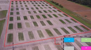 Corn plots at NFREC-SV