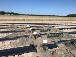 Blue dye demonstration at NFREC-Suwannee Valley showing different drip irrigation run times.