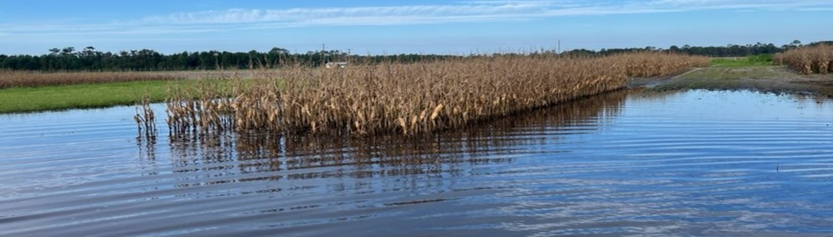 Flooded corn crop
