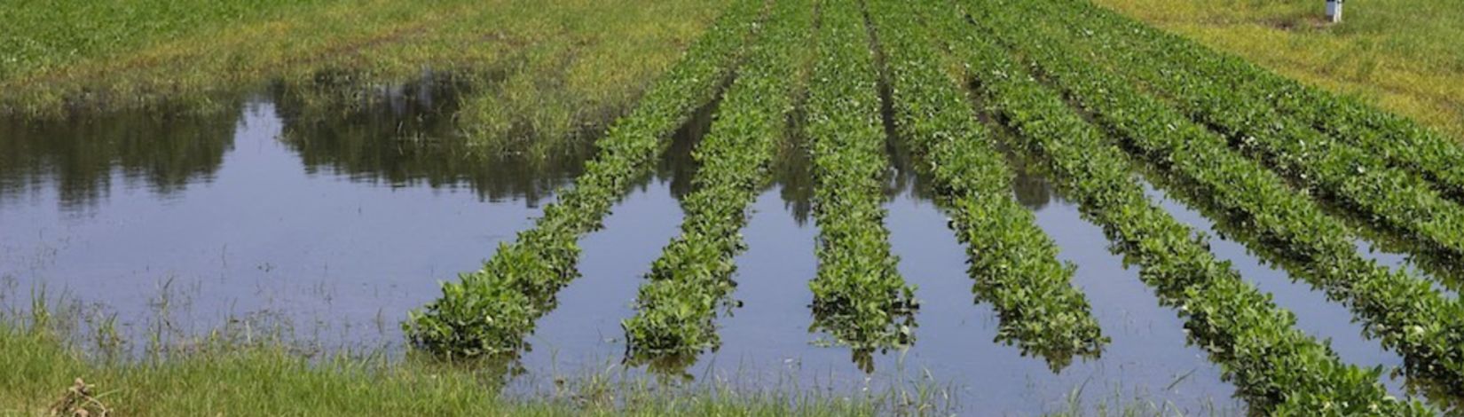 Flooded peanut field