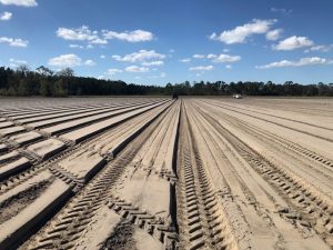 CRF Carrot trial being planted after bed formation.