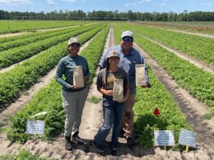 NFREC-SV crew tissue sampling the CRF carrot trial. 