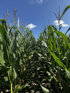 Silage corn growing at Shenandoah Dairy in Live Oak, Florida.