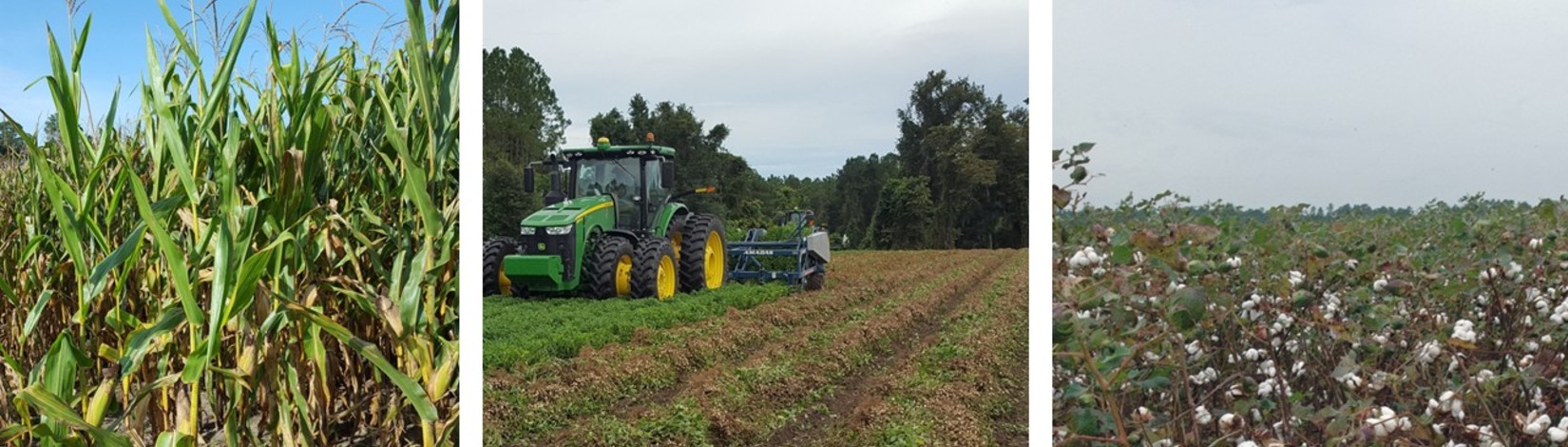 Corn, peanut, and cotton fields