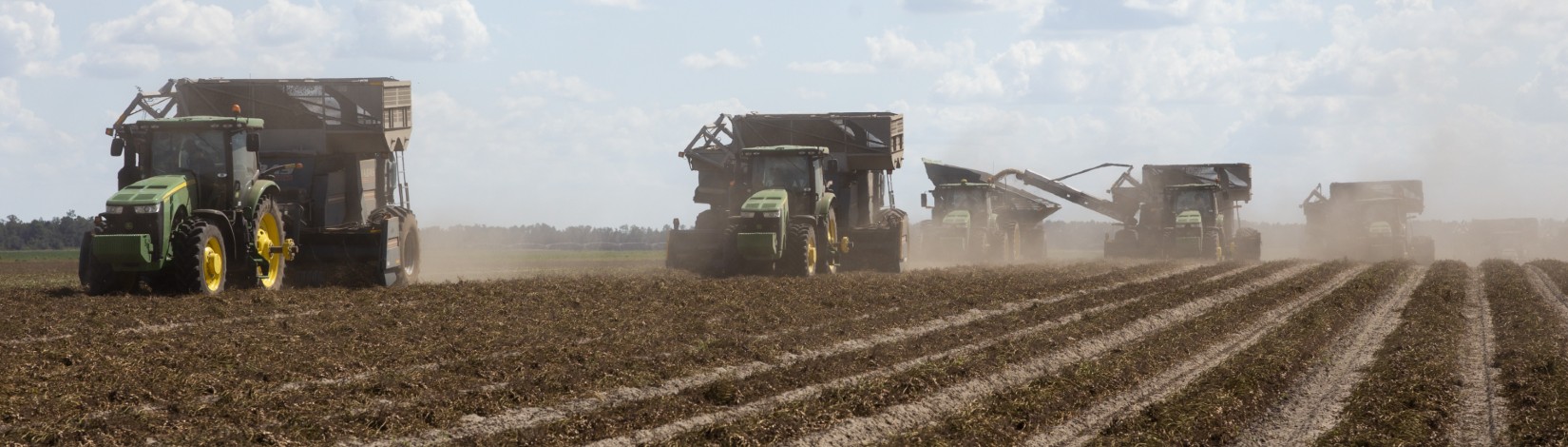 Combines harvesting a peanut field